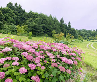 あじさい広場